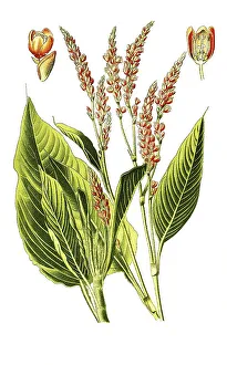 Polygonum orientale, Eastern Knotweed