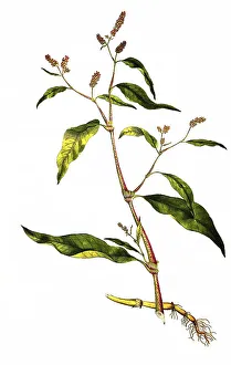Polygonum pensylvanicum var caule pinkweed (Persicaria) pensylvanica