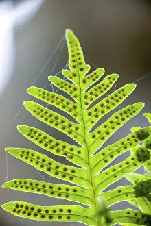 Polypodium (Polypodium cambricum)