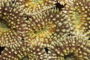 Polyps, Favia stony coral (Favia sp)