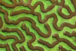 Polyps, stony coral, brain coral