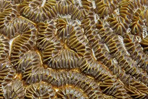 Polyps, stony coral, brain coral