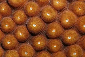 Polyps, stony coral, Saint Lucia, St