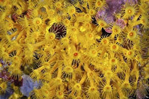 Polyps of yellow crustose anemones (Parazoanthus axinellae)