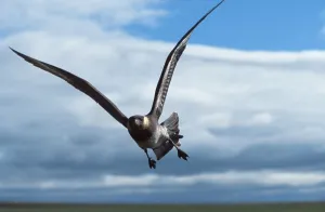 Pomarine Skua (Stercorarius pomarinus)