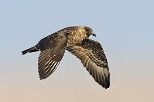 Pomarine Skua (Stercorarius pomarinus) juvenile flying