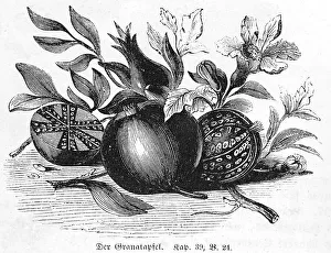 Pomegranate, Bible, Old Testament