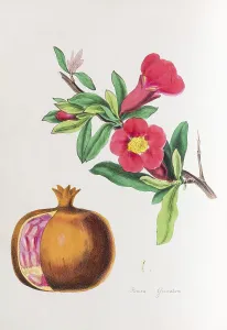 Pomegranate (Punica granatum), from Plantae Utiliores or Illustrations of useful plants