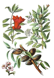 Pomegranate, Punica granatum (top left)