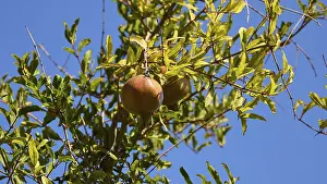 Pomegranate tree with ripe fruit and green foliage against a blue sky