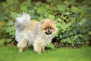 Pomeranian dog, Pomerania