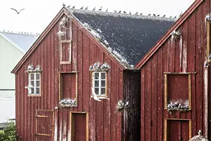Pomor Museum red facade of a rorbur with numerous kittiwakes Kittiwakes (Rissa tridactyla)