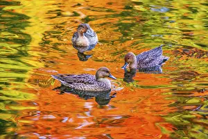 Pond duck with autumn leaves being reflected