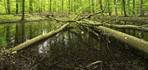 Pond with fallen trees, untouched forest in spring
