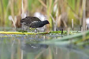 Pond grouse (Gallinula chloropus)