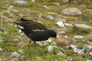 Pond grouse, Gallinula chloropus