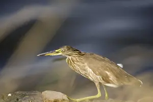 Pond Heron or Paddy bird Ardeola grayii