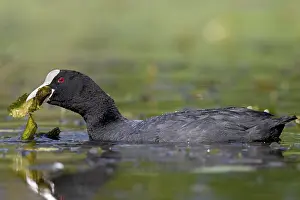 Pond lily pads seem to taste good to the coot (Fulica atra)