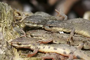 Pond newt (Lissotriton vulgaris)