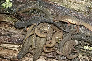 Pond newt (Lissotriton vulgaris)