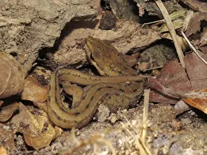 Pond newt (Lissotriton vulgaris)