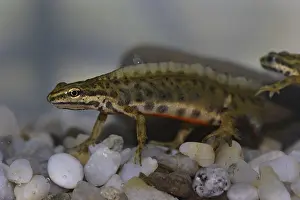 Pond newt, male, Lissotriton vulgaris