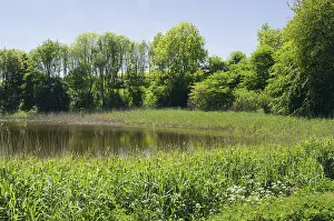 Pond with reed banks, Jasmund National Park