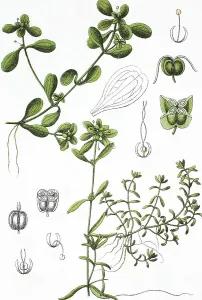 Pond Water Starwort (Callitriche stagnalis)