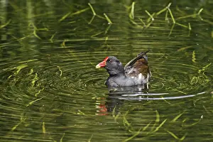 Pondgrouse