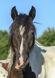 Ponies in a pasture in the French countryside