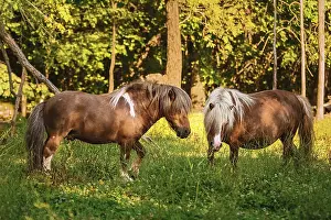 Two ponies on the pasture near forest Devnja