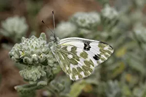 Pontia daplidice, reseda butterfly, reseda white