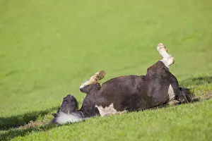 A pony Equus ferus caballus) rolls in the green grass in the paddock