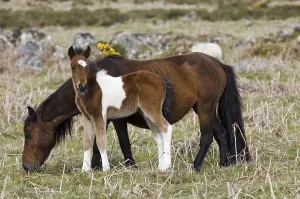 Pony with foal Dartmoor National Park Devon England