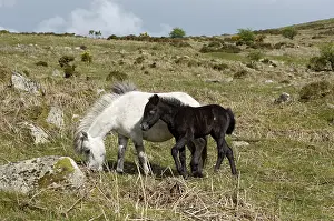 Pony with foal Dartmoor National Park Devon England