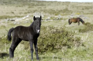 Pony foal Dartmoor National Park Devon England