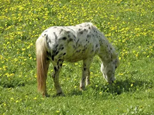 Pony, horse, mammal, riding horse