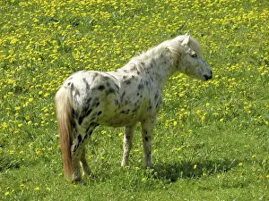 Pony, horse, mammal, riding horse