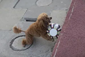 Framed Print : Poodle dog playing with leather Soccer ball Framed Print : Poodle dog playing with leather Soccer ball