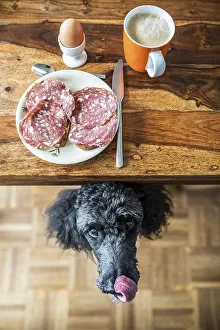 Poodle under the table begging for food