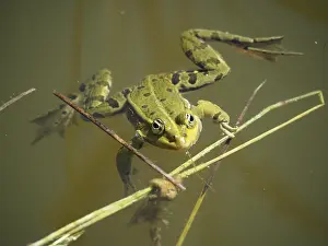 Pool frog (Pelophylax lessonae Rana lessonae)
