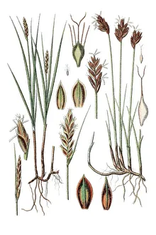 Poorland flatsedge (Cyperus compressus) on the left