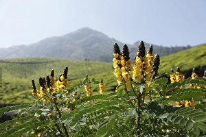 Category Mountain Landscapes Prints: Popcorn Cassia (Cassia didymobotrya)