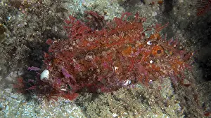 Popeyed scorpionfish (Rhinopias frondosa)
