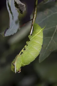 Poplar Hawk-moth, Laothoe populi, Poplar Hawk-moth
