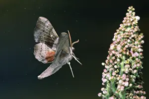 Poplar Hawk-mothmoth, poplar hawkmoth (Laothoe populi)