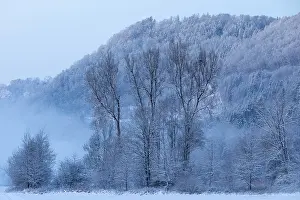 Poplar (Populus), snow, winter