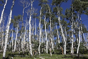 Poplars (Populus tremuloides) against blue sky