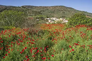 Poppies in the olive grove, Salobre village