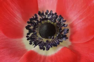 Poppy anemone, Spanish marigold (Anemone coronaria)
